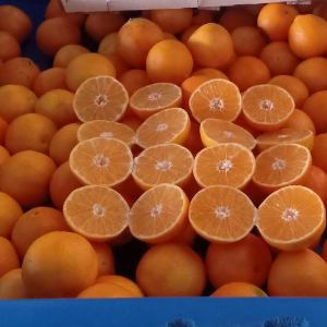 клементины Марокко