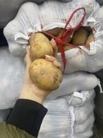 свежие овощи оптом и в розницу