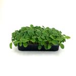 Бораго Огуречная трава