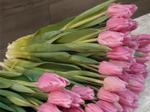 Тюльпаны оптом к 8 марта