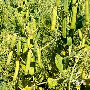 Горох посевной сорт Тингер