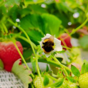 Экологическая чистота ягода