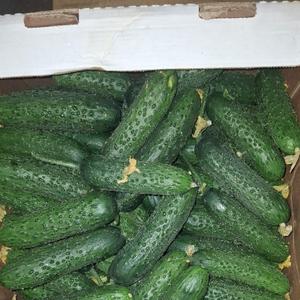 Огурцы Кураж