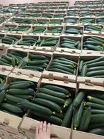 Огурец тепличный колючий среднеплодный Святогор Премиум