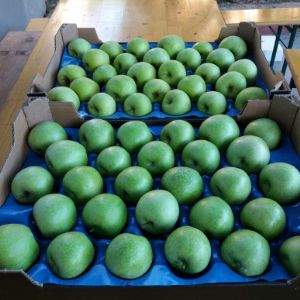 яблоко Сербия 1 класс урожай 2017
GREEN HILLS MARKET DOO
