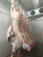 Мясо конины (ХАЛЯЛЬ). От производителя