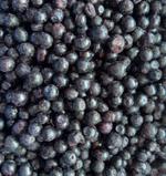 Черника (дикая)