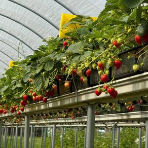 Клубника в пленочных туннелях