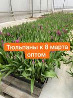 Выращивание тюльпанов, рассады, цветов. Строительство теплиц