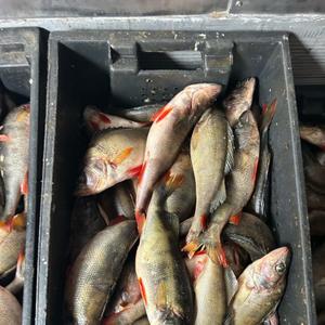 Окунь речной р/р 200-350, всегда в наличии