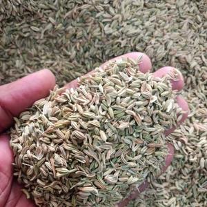 Fennel