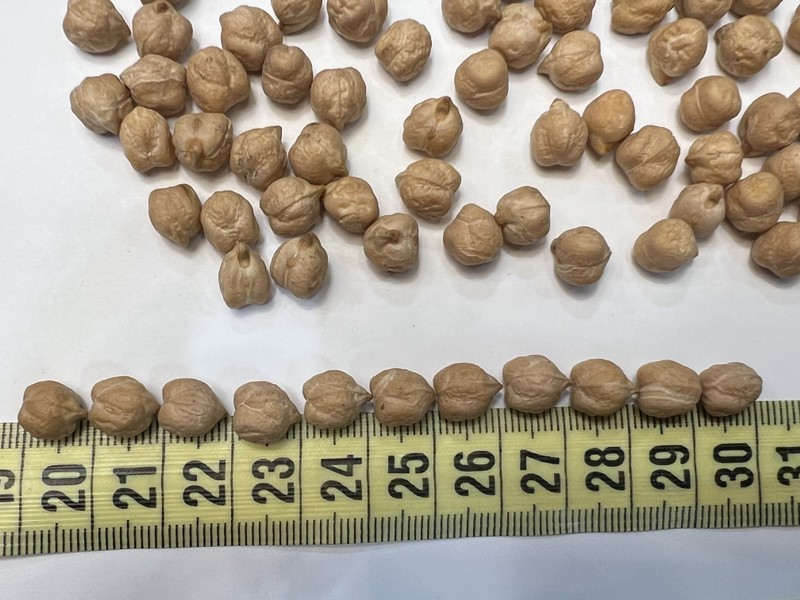 Нут. Казахский горох. Индийский горох. Узбекский горох нут. Набор калибров нут.