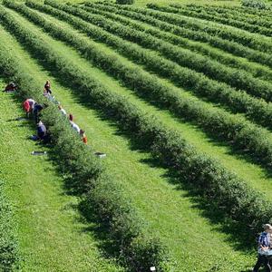 Плантации жимолости, общая площадь более 20 га