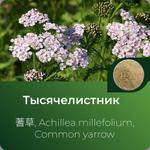 Тысячелистника экстракт сухой https://altai-extracts.ru/tysjachelistnik