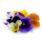 Съедобные цветы — продаём свежие съедобные пищевые цветы