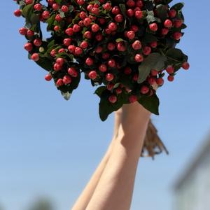 Гиперикум в ассортименте красный, белый, розовый, зеленый.