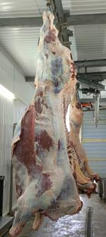 Мясо конины (ХАЛЯЛЬ). От производителя