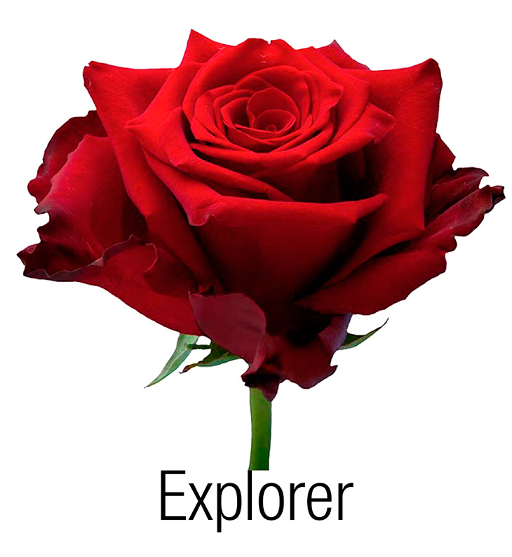 Explorer роза эквадор