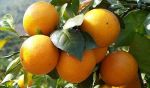 Мандарины и лимоны Аджарии — оптовая продажа