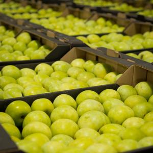 Яблоко Симиренко оптом