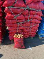 Картофель Египет сорт Спунта оптом