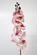 Орхидея Фаленопсис 102 см.