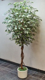 Фикус Бенджамина искусственный бело-зеленый
