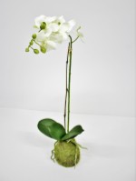 Орхидея в декоративном кашпо