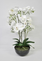 Орхидея Фаленопсис в кашпо 70 см.