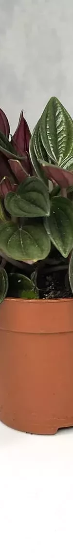 Peperomia rosso (Пеперомия Россо)