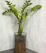 Замиокулькас, большой, в стеклянном кашпо Морковка