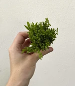 Рипсалис Месембриантемоидея