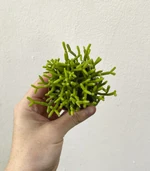 Рипсалис цереускула