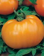 Семена томат Хурма среднеспелый 0,1г Агроуспех