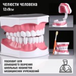 Макет “Челюсти человека” 12*9см