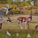 Клеёнка ПВХ Декорама 1.40*20 м.п.