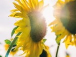 Эко-открытка “Цветы солнца”