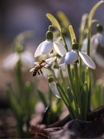 Эко-открытка “Подснежники и пчела”