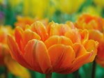 Эко-открытка “Махровый тюльпан”