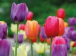 Эко-открытка “Разноцветие тюльпанов”