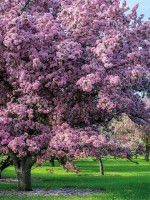 Эко-открытка “Розовое дерево”