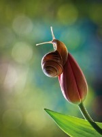 Эко-открытка “Улитка на тюльпане”