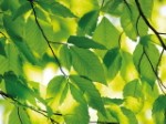 Эко-открытка “Весенние листья”