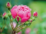 Эко-открытка “Юная роза”