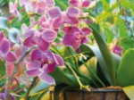 Эко-открытка “Орхидеи”
