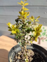 Самшит вечнозеленый (Buxus sempervirens) 20-30 см