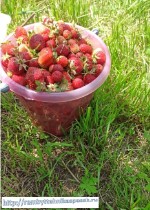 Свежие ягоды вкусной ароматной домашней клубники, купить оптом в Спасске-Дальнем