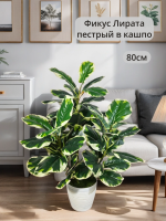 Искусственный фикус Лирата пестрый в кашпо (Фикус Лирата)
