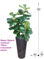 Фикус Лирата в высоком черном кашпо (Фикус Лирата)