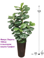 Фикус Лирата 165см в высоком кашпо Графит (Фикус Лирата)